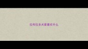 拉布拉多犬最喜欢什么