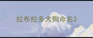 拉布拉多犬狗命名