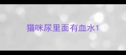 猫咪尿里面有血水
