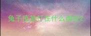 兔子疫苗打在什么部位