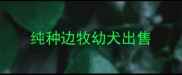 纯种边牧幼犬出售