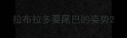 拉布拉多要尾巴的姿势