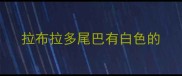 拉布拉多尾巴有白色的