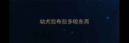 幼犬拉布拉多咬东西