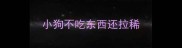 小狗不吃东西还拉稀