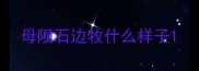 母陨石边牧什么样子