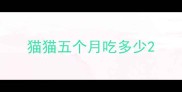猫猫五个月吃多少