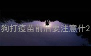 狗打疫苗前后要注意什