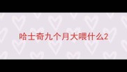 哈士奇九个月大喂什么