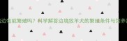海盗边牧能繁殖吗科学解答边境牧羊犬的繁殖条件与饲养指南