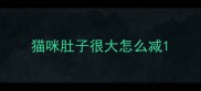 猫咪肚子很大怎么减