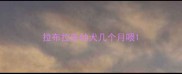 拉布拉多幼犬几个月喂