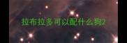 拉布拉多可以配什么狗