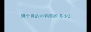 俩个月的小狗狗吃多少