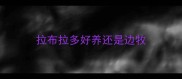 拉布拉多好养还是边牧