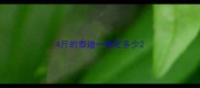 4斤的泰迪一顿吃多少