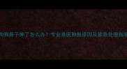 狗狗鼻子肿了怎么办专业兽医肿胀原因及紧急处理指南