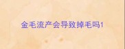 金毛流产会导致掉毛吗