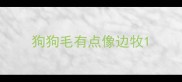 狗狗毛有点像边牧