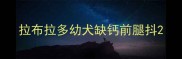 拉布拉多幼犬缺钙前腿抖