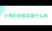 小狗打的疫苗是什么的