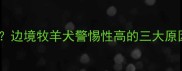 边牧对陌生人叫吗边境牧羊犬警惕性高的三大原因及应对训练指南