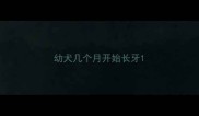 幼犬几个月开始长牙