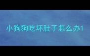 小狗狗吃坏肚子怎么办