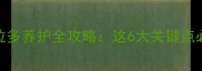6个月拉布拉多养护全攻略这6大关键点必须知道
