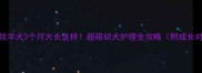 边境牧羊犬3个月大长这样超萌幼犬护理全攻略附成长对比图