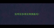 拉布拉多有没有换胎毛