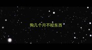 狗几个月不咬东西