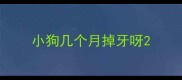 小狗几个月掉牙呀