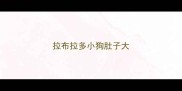 拉布拉多小狗肚子大