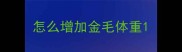 怎么增加金毛体重