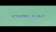 阿拉斯加跟哈士奇串照片