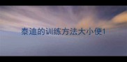 泰迪的训练方法大小便