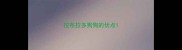 拉布拉多狗狗的优点