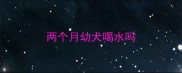两个月幼犬喝水吗