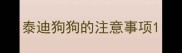 泰迪狗狗的注意事项