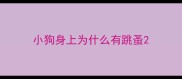 小狗身上为什么有跳蚤