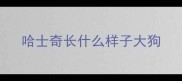 哈士奇长什么样子大狗