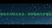 边境牧羊犬陨石色全饲养指南与护理技巧