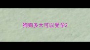 狗狗多大可以受孕