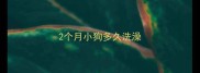 2个月小狗多久洗澡