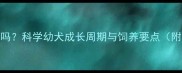 狗狗8个月还长吗科学幼犬成长周期与饲养要点附阶段对照表