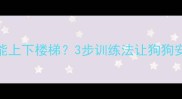 边牧幼犬多久能上下楼梯3步训练法让狗狗安全适应楼梯