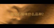 蓝宝石猫咪什么品种