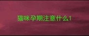 猫咪孕期注意什么