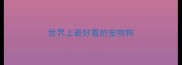 世界上最好看的宠物狗